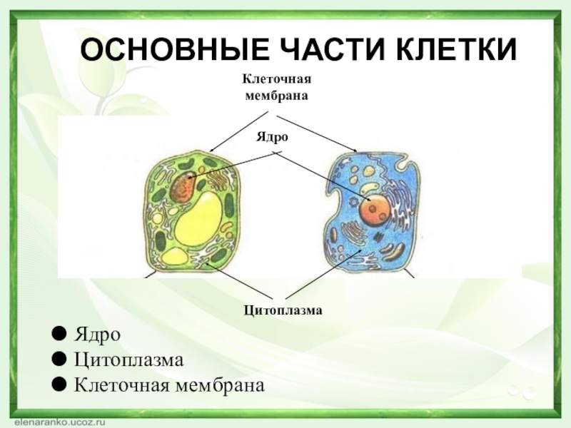 ОСНОВНЫЕ ЧАСТИ КЛЕТКИЯдроЦитоплазмаКлеточная мембранаЦитоплазма Клеточная мембранаЯдро