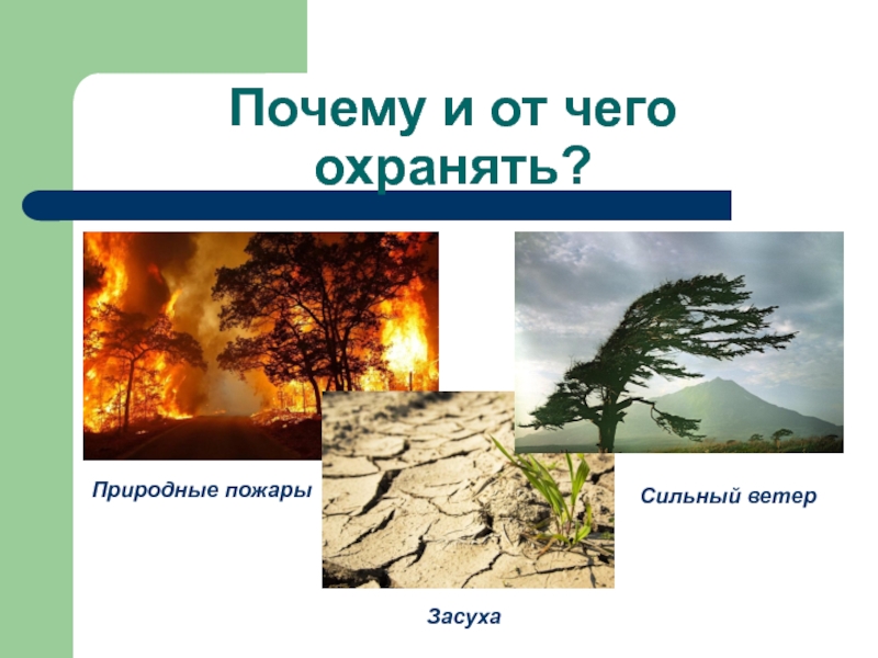 Охрана живых организмов и природных сообществ 6 класс презентация