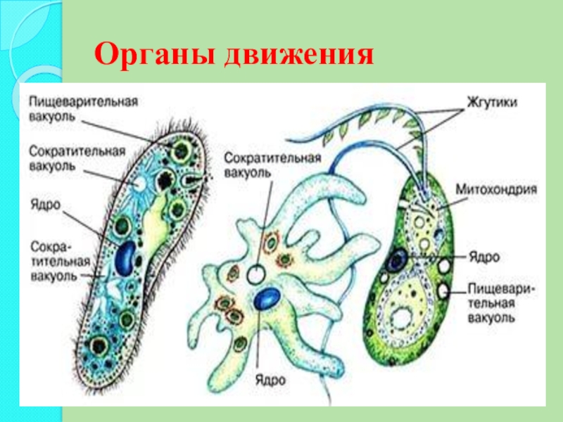 Выберите название клеточного органоида представленного на рисунке