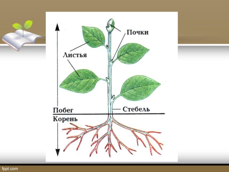 Корень и побег являются. Строение органов растений. Органы растения схема. Строение корня и побега. Побег орган растения.