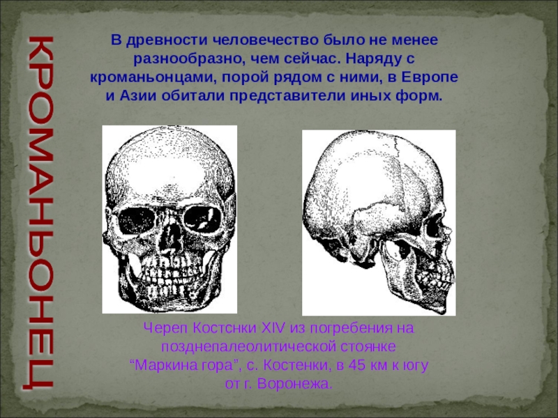 Кроманьонец мозг. Череп кроманьонца рисунок сбоку. Форма черепа кроманьонца. Строение черепа кроманьонца. Череп неандертальца и кроманьонца.