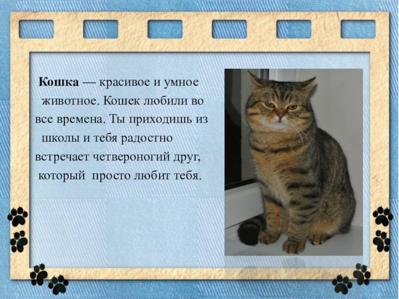 Класс кошки