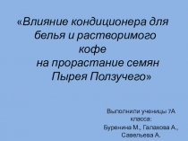 Презентация проекта на тему Влияние кофе и концентрированного кондиционера для белья на прорастание и рост Пырея ползучего из сем.Злаковые