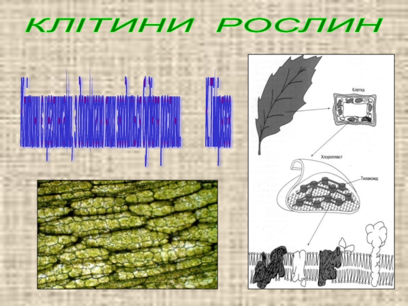 Реферат: Будова і значення ядра в клітині Типи поділу рослинних клітин