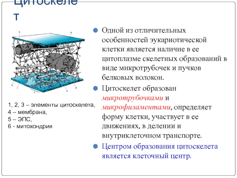 Цитоскелет клетки. Строение и функции цитоскелета. Строение цитоскелета в эукариотической клетке. Цитоскелет структура и функции. Цитоскелет строение и функции.