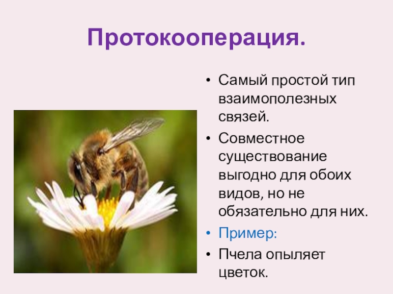 Протокооперация. Протокооперация Тип взаимоотношений. Симбиотические взаимоотношения протокооперация. Примеры протокооперации. Протокооперация примеры.