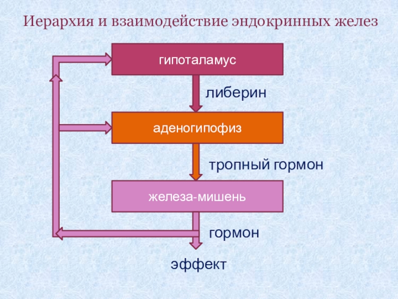 Схема взаимодействия эндокринных желез