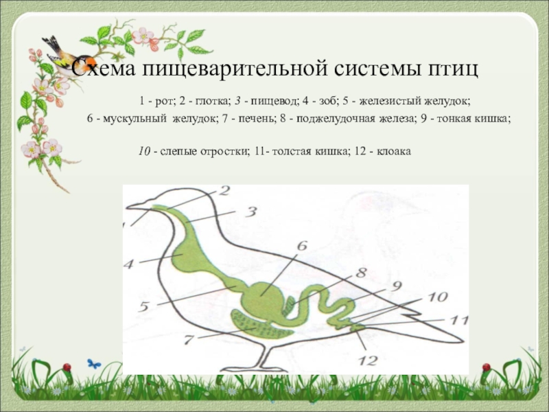 Картинка пищеварительная система птиц