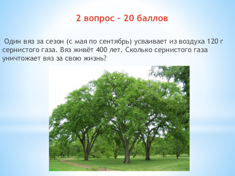 Дерево карагач фото и описание где растет