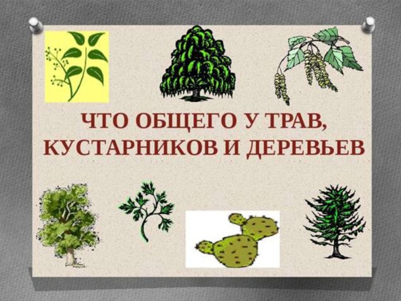 Конспект травы. Деревья и кустарники презентация. Что у общего у дерева и у кустарника. Деревья кустарники травы признаки. Деревья и кустарники презентация для дошкольников.