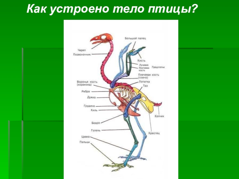 Презентация на тему какие части тела птицы являются рычагами презентация