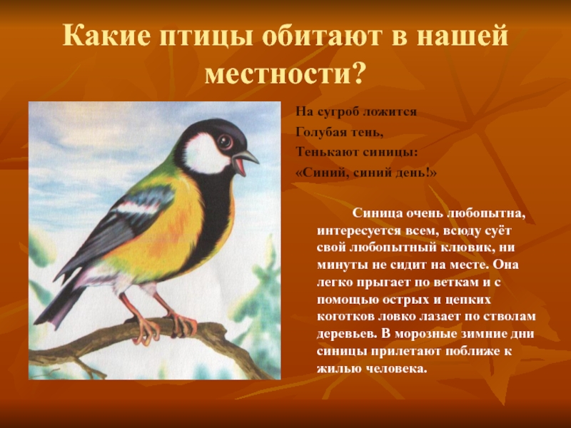 Текст про птиц 5 класс. Сообщение о птицах. Птицы нашей местности. Доклад про птиц. Какие птицы обитают в нашей местности.