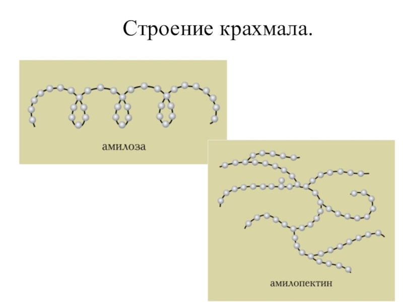 Какой цифрой на рисунке обозначена схема строения крахмала