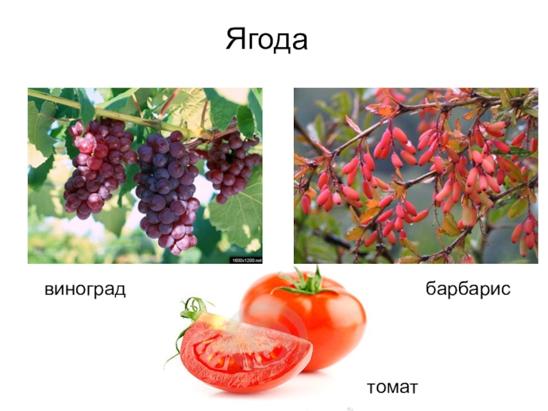 Виноград барбарис. Барбарис яблоко Тыквина ягода померанец. Яблоко Тыквина померанец ягода померанец. Барбарис это ягода или Тыквина.