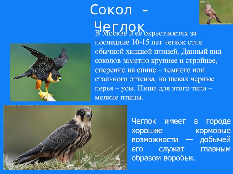 Кто написал сокол. Сокол описание. Сокол птица презентация. Сокол птица описание. Сокол-чеглок.