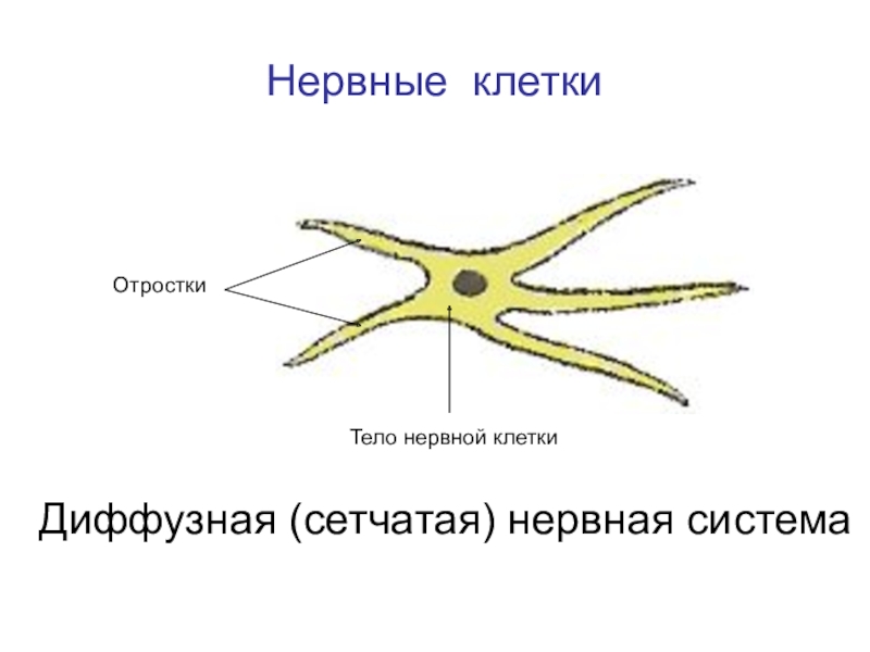 Радиальная симметрия диффузная нервная система анаэробное. Сетчатая нервная система. Клетки с отростками. Клеточные отростки. Сетчатая нервная система гидры.