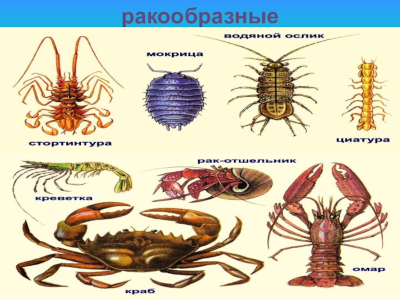 Представители высших. Представители членистоногих ракообразные. Ракообразные представители типа Членистоногие. Класс ракообразные. Класс ракообразные представите.