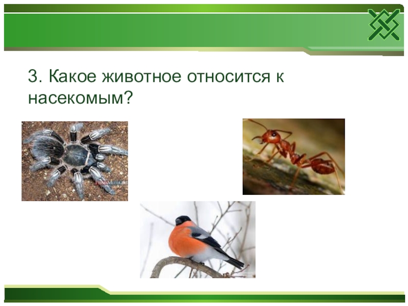 К насекомым относят. Какие животные относятся к группе насекомых. Какое животное относится к насекомым. Насекомые относятся к животным. Насекомые относятся к насекомым?.