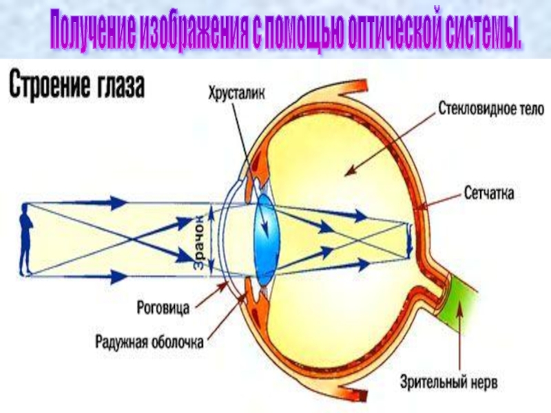 3 оптическая система глаза. Строение глаза оптическая система глаза. Оптическая система глаза человека. Строение глаза физика. Оптическое устройство глаза.