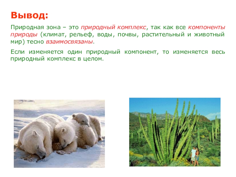 Природные зоны это природные комплексы. Как климат влияет на животных. Климат животных и растений. Вывод растения и животный мир. Вывод растительности и животных.