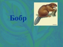 Презентация к уроку окружающего мира Бобр