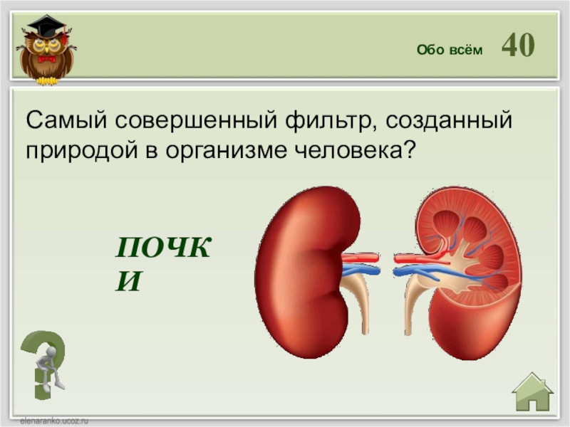 Презентация викторина по биологии 8 класс