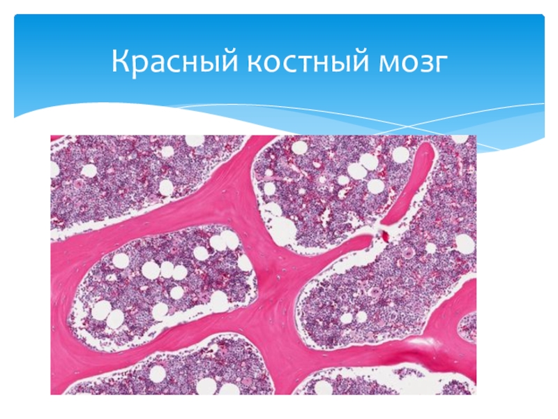 Красный костный мозг. Клетки красного костного мозга гистология. Красный костный костный мозг. Желтый костный мозг гистология препарат. Красный костный мозг микрофотография.