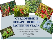 Презентация  Съедобные и лекарственные растения Урала ( 5 - 11 класс)