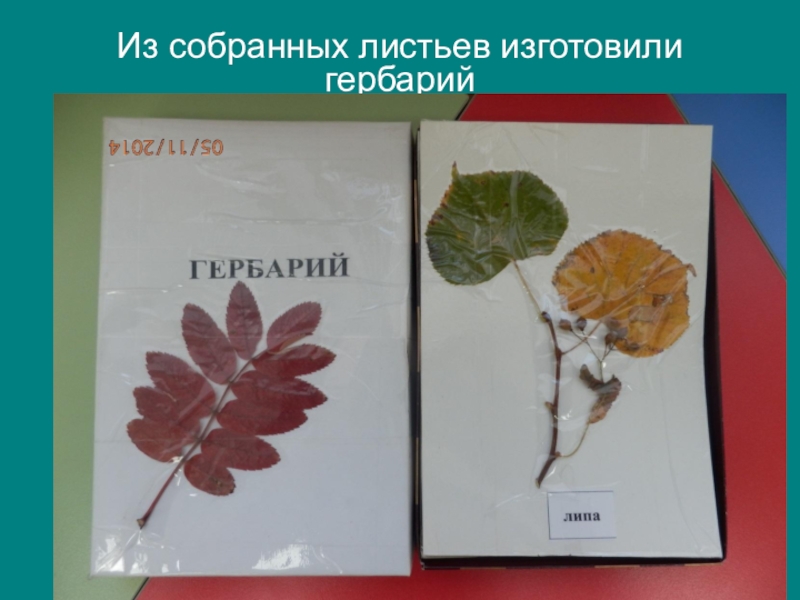 Собранных листьев. Гербарий из листьев липы. Лист липы из гербария. Ольха листья гербарий. Гербарий листьев липа.