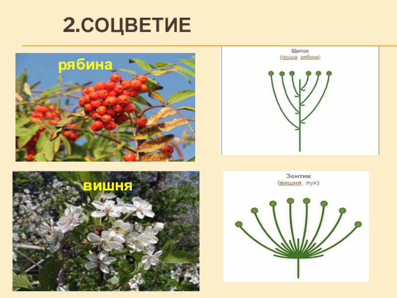 Соцветие щиток. Спирея соцветие щиток. Соцветие зонтик вишня. Рябина плоды соцветия. Соцветие щиток рябина.