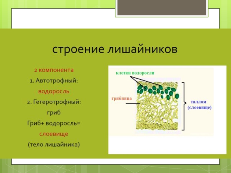 Лишайники функции гриба и водоросли. Модель внутреннего строения лишайника 5 класс. Лишайник биология строение. Лишайники строение и функции. Строение слоевища лишайника.