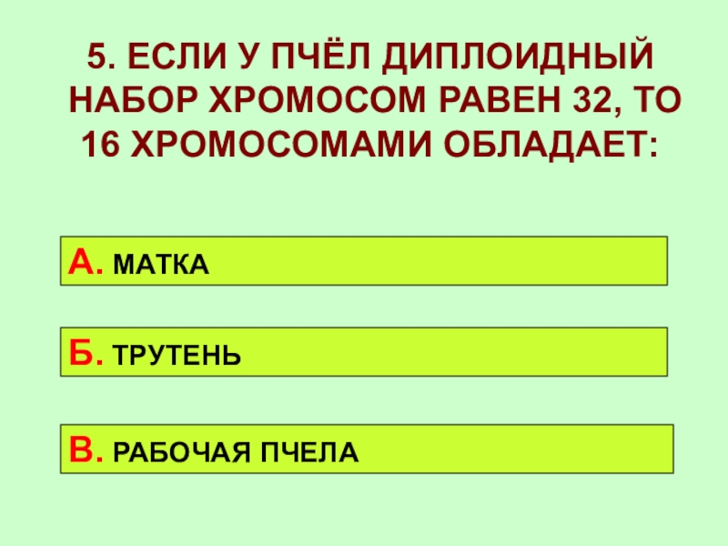 Хромосомы пчел. Набор хромосом у пчел. Диплоидный набор хромосом равен. Трутень набор хромосом. Рабочая пчела набор хромосом.