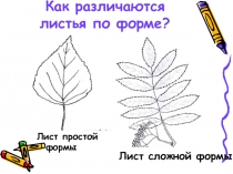 Презентация по окружающему миру на тему Что такое хвоинки