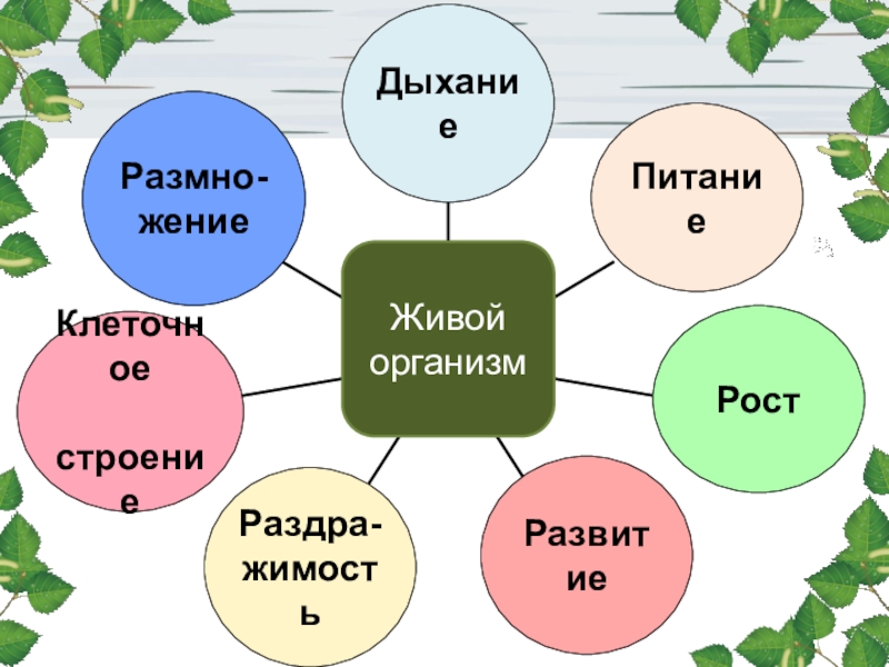 Своя игра по ботанике 6 класс презентация - 94 фото