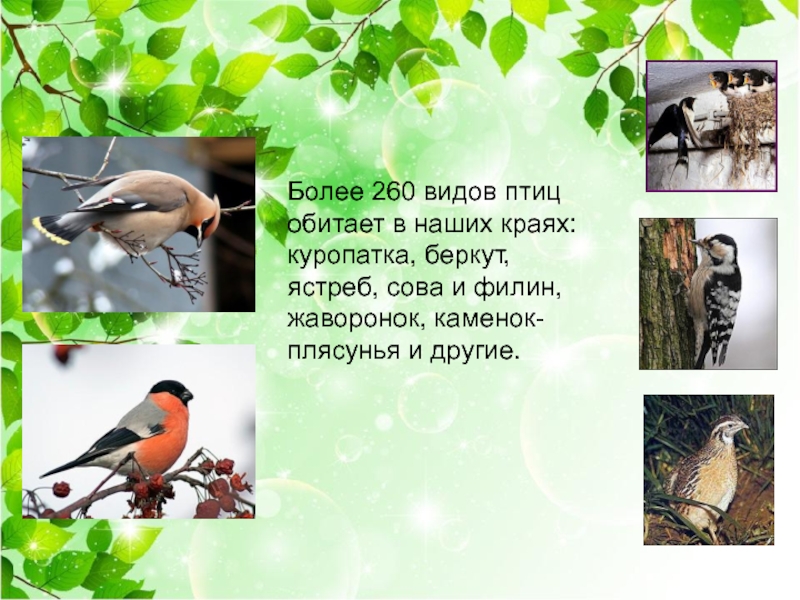 Более 260 видов птиц обитает в наших краях: куропатка, беркут, ястреб, сова и филин, жаворонок, каменок-плясунья и