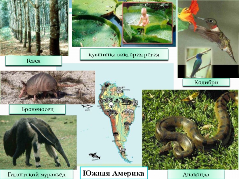 Презентация животные и растения южной америки