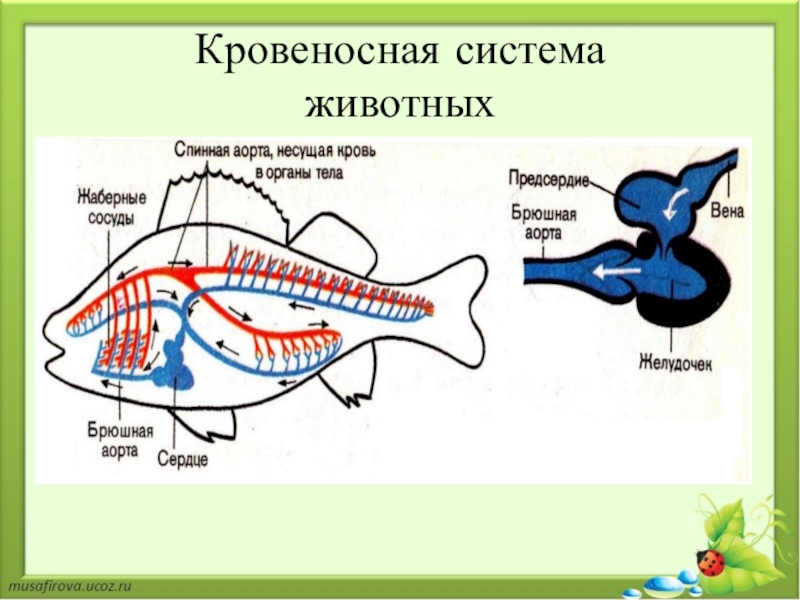 Какое сердце имеет рыбы. Схемы кровеносных систем позвоночных животных. Кровеносная система жи. Кровеносная система животных. Кровеностные система животных.