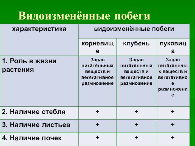 Побег 6 класс биология презентация. Видоизменения побегов таблица. Видоизмененные побеги таблица. Таблица видоизменение побегов биология 6 класс. Признаки видоизмененных побегов.