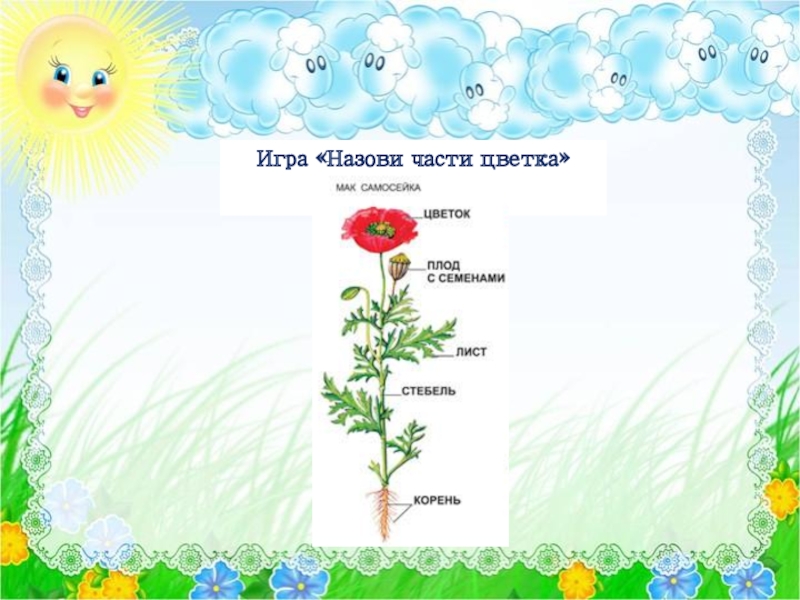 Презентация цветы средняя группа