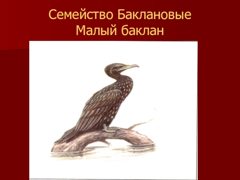 Красная книга калмыкии рисунок