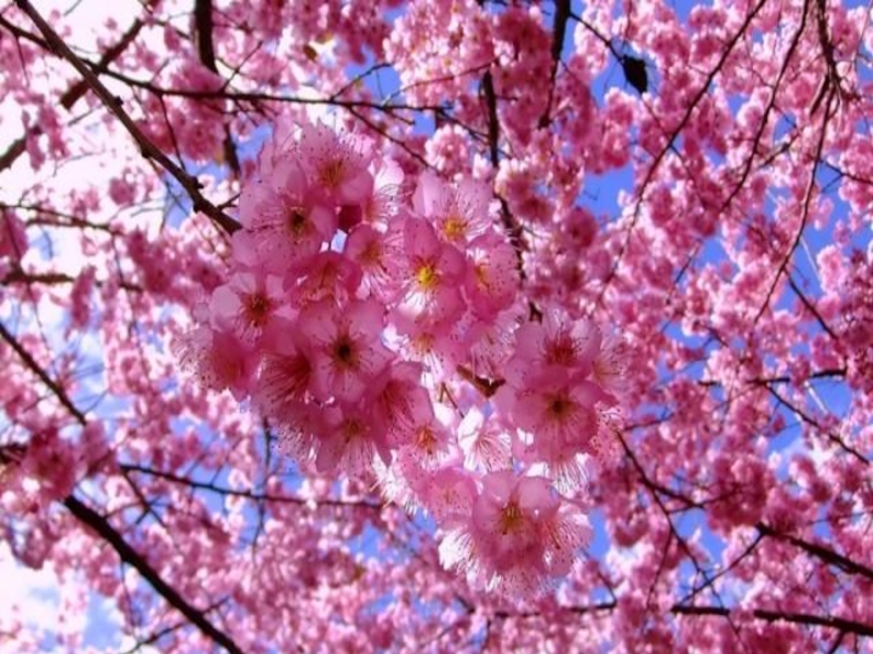 Сакура цветет дней