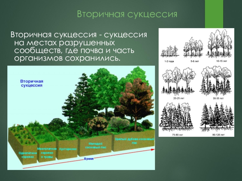 Изменение природного сообщества. Вторичная экологическая сукцессия. Сукцессия смешанного леса. Сукцессия хвойного леса. Этапы первичной и вторичной сукцессии.