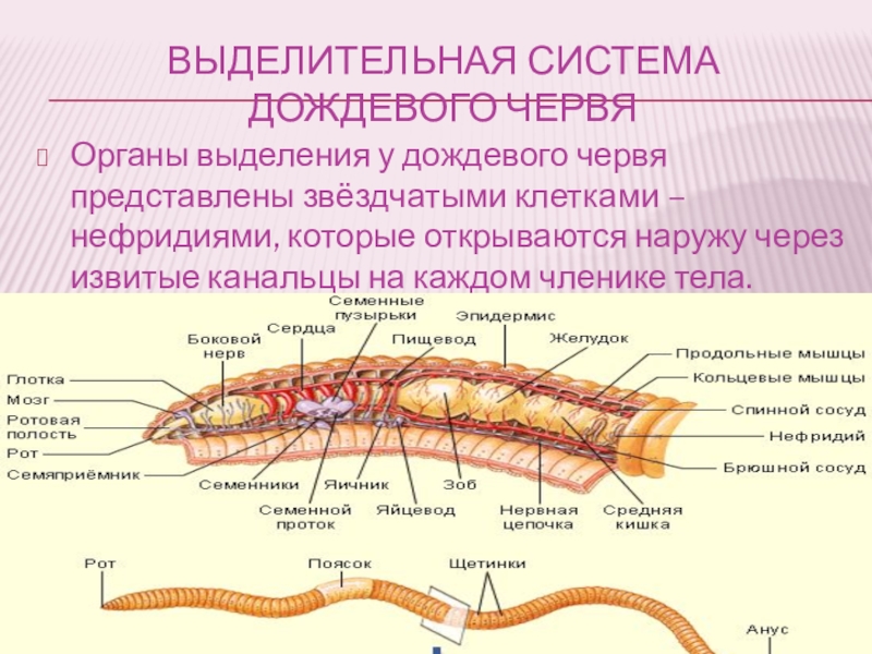 Дождевой червь относится к группе. Выделительная система дождевого червя. Кольчатые черви выделительная система органы. Выделительные канальцы дождевого червя. Строение выделительной системы червя.