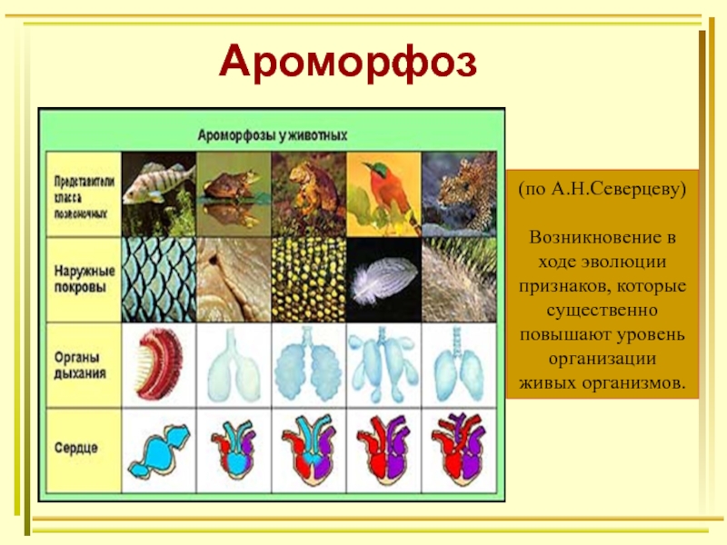 Презентация эволюция животного мира 9 класс биология