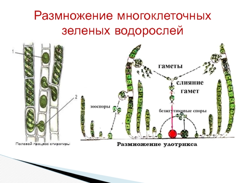 Значение размножения водорослей. Размножение зеленых водорослей таблица. Схема размножения зеленых водорослей. Размножение водорослей 5 класс. Размножение многоклеточных зеленых водорослей.
