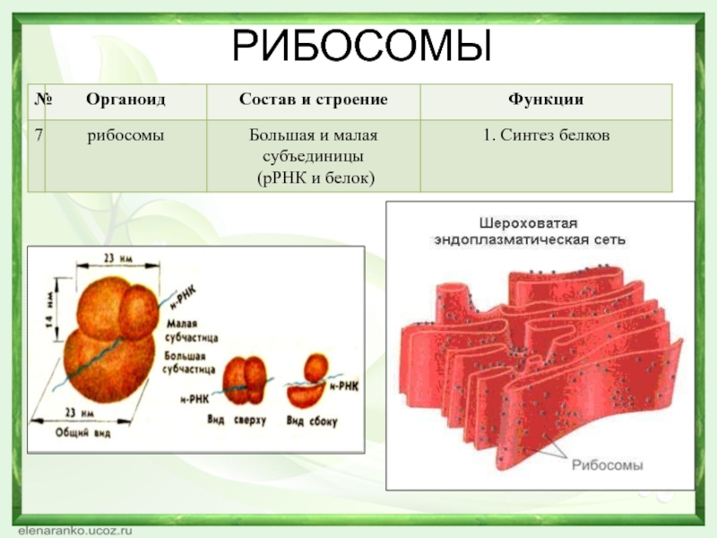 Рибосомы цитоплазмы белки. Рибосомы строение и функции. Рибосомы строение и функции рисунок. Особенности строения органоида рибосомы. Рибосомы состав строение и функции.