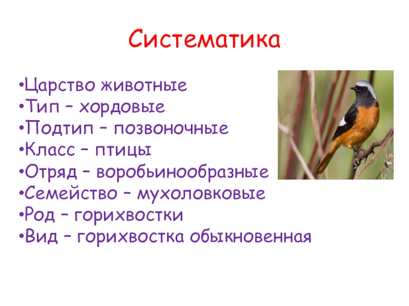 Воробьинообразные птицы таблица. Отряд Воробьинообразные систематика. Царство: животные Тип: Хордовые класс: птицы отряд: Воробьинообразные. Горихвостка обыкновенная систематика. Воробьинообразные классификация.