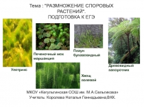 Презентация  Подготовка к ЕГЭ по теме: Споровые растения, 11 класс.