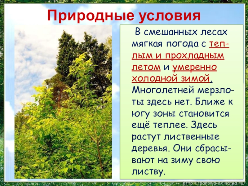 Лес какая природная зона. Природные условия смешанных и широколиственных лесов. Условия в смешанных лесах. Смешанные и широколиственные леса природные условия. Природные условия в смешанных лесах.