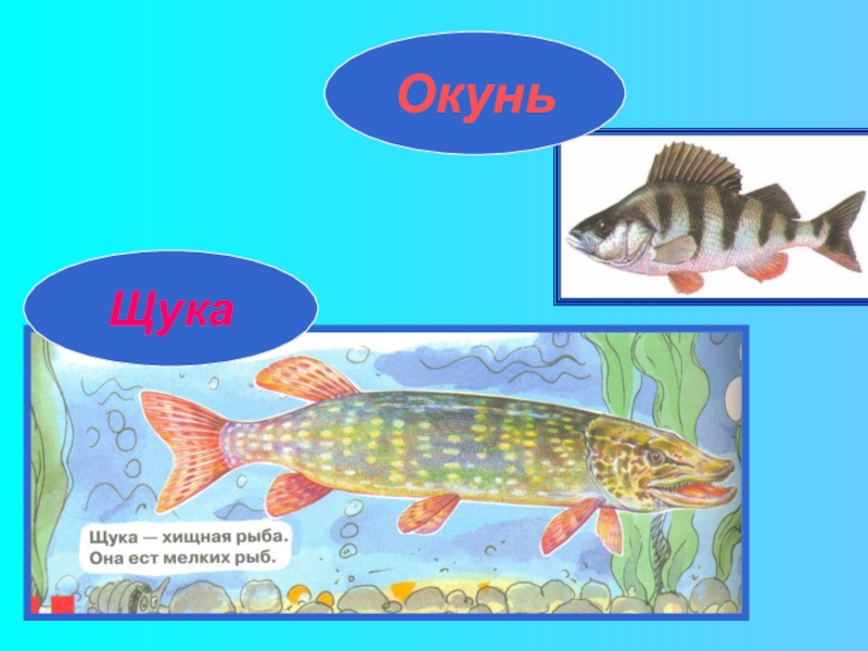 Рыбы конспект. Рыба щука сом. Речные рыбы презентация. Щука о рыбах для дошкольников. Рыбы щука окунь.